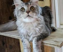 maine coon kittens for sale