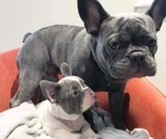 French bulldogs near me 